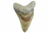 Fossil Megalodon Tooth - North Carolina #367917-1